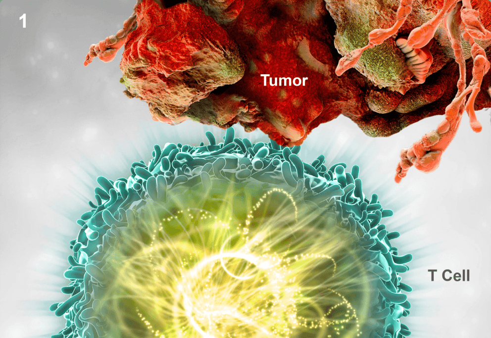 Mechanism of Action of KEYTRUDA® (pembrolizumab): Normal Immune Response