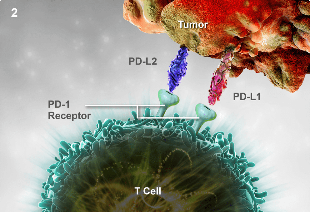 Mechanism of Action of KEYTRUDA® (pembrolizumab): Tumor Evasion and T-cell Deactivation