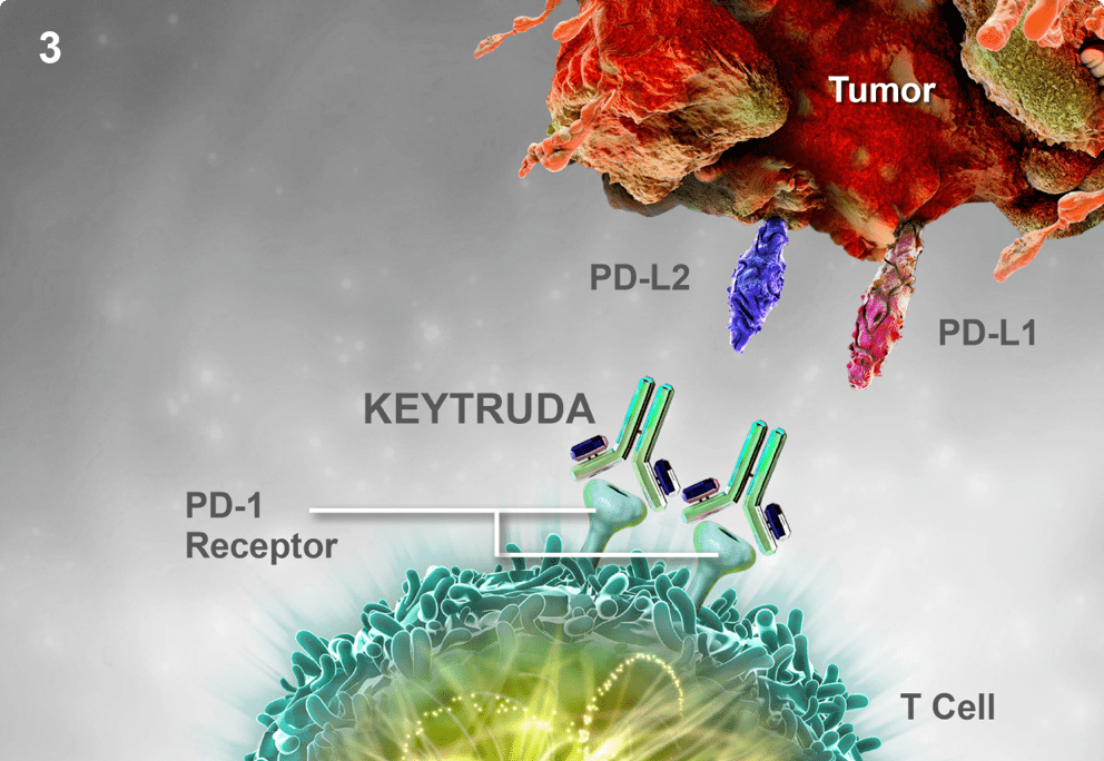 Mechanism of Action of KEYTRUDA® (pembrolizumab): T-cell Reactivation