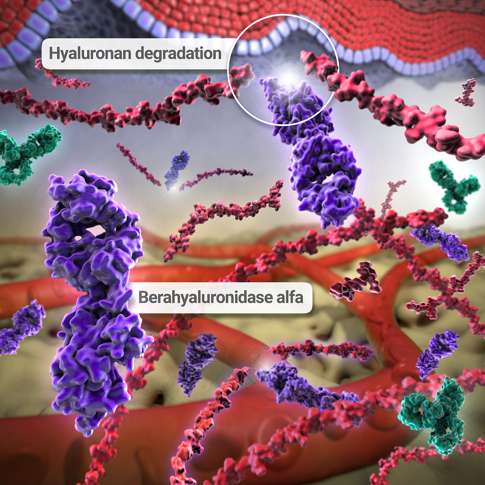 Berahyaluronidase Alfa Mechanism of Action in KEYTRUDA QLEX™ (pembrolizumab and berahyaluronidase alfa-pmph): Degradation of Hyaluronan by berahyaluronidase alfa