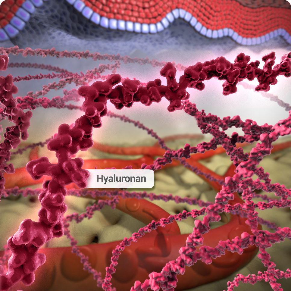 Berahyaluronidase Alfa Mechanism of Action in KEYTRUDA QLEX™ (pembrolizumab and berahyaluronidase alfa-pmph): Hyaluronan in the Subcutaneous Space