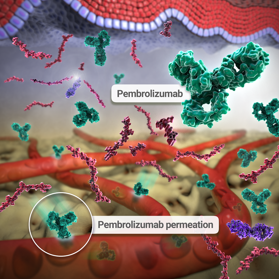 Berahyaluronidase Alfa Mechanism of Action in KEYTRUDA QLEX™ (pembrolizumab and berahyaluronidase alfa-pmph): Increased Drug Permeation