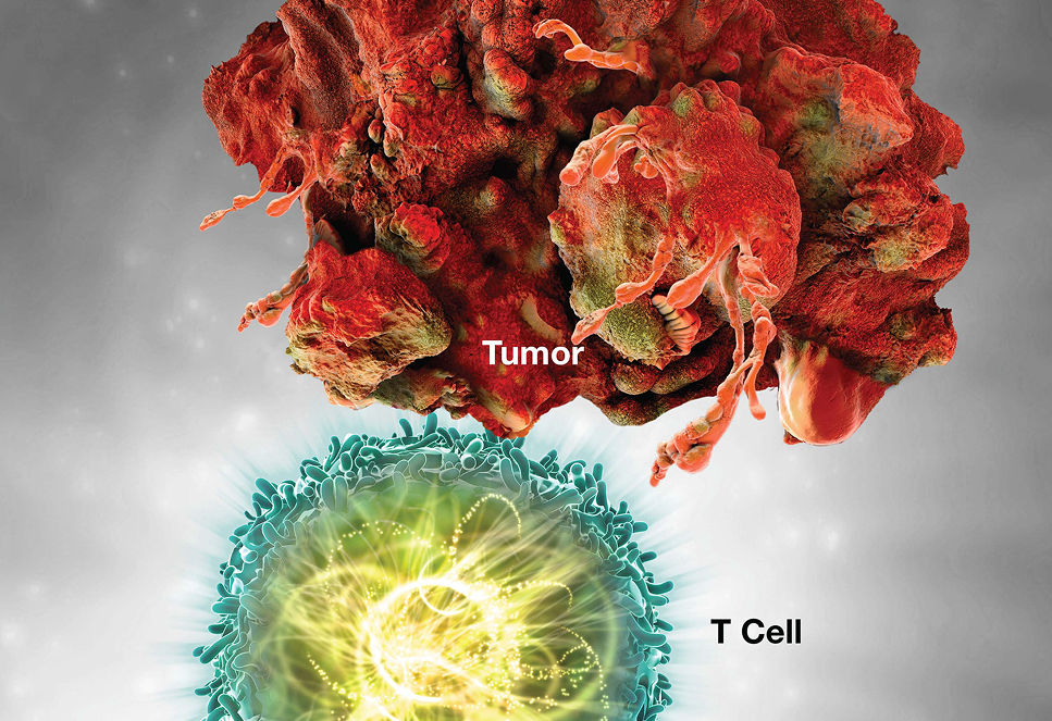 Pembrolizumab: PD-1 Receptor Blockade Normal Immune Response