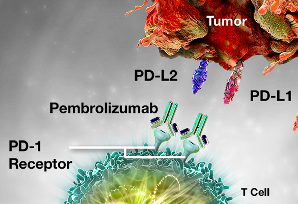 Pembrolizumab: PD-1 Receptor Blockade T-cell Reactivation