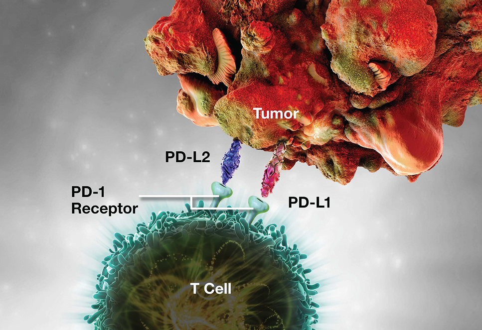 Pembrolizumab: PD-1 Receptor Blockade Tumor Evasion and T-cell Deactivation